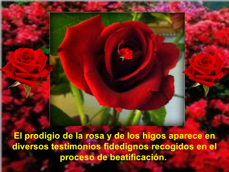 El prodigio de la rosa y de los higos aparece en diversos testimonios fidedignos recogidos en el proceso de beatificación.