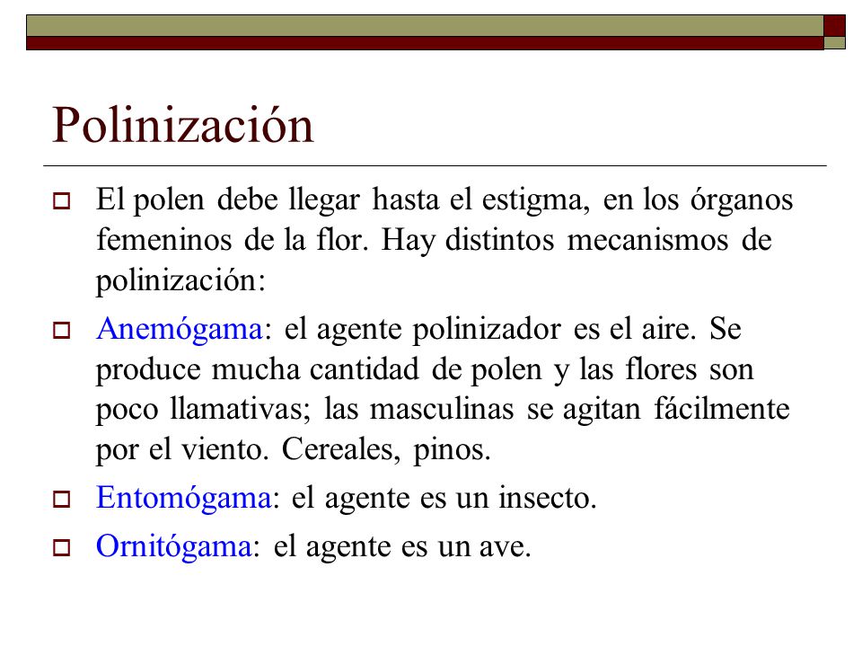 Polinización El polen debe llegar hasta el estigma, en los órganos femeninos de la flor. Hay distintos mecanismos de polinización:
