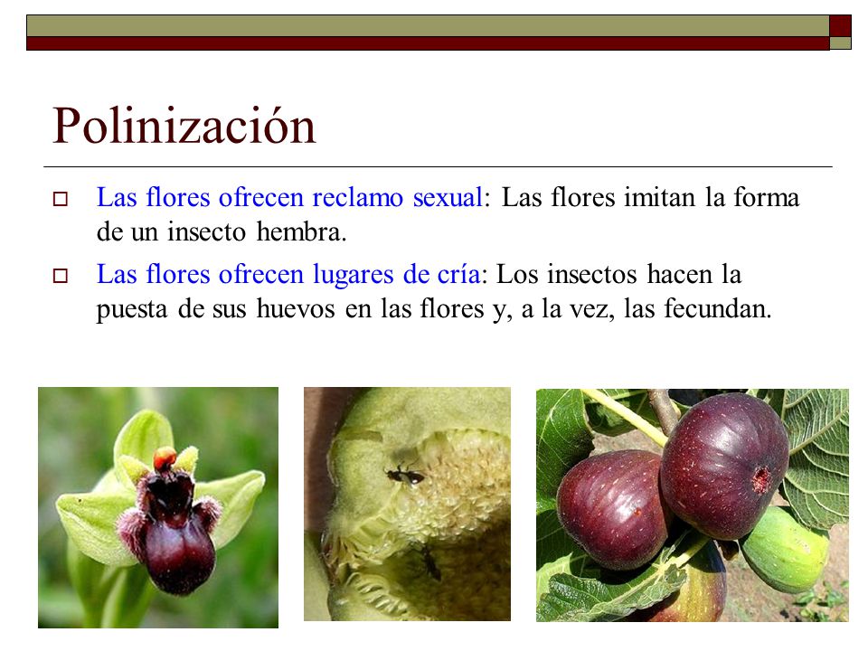 Polinización Las flores ofrecen reclamo sexual: Las flores imitan la forma de un insecto hembra.