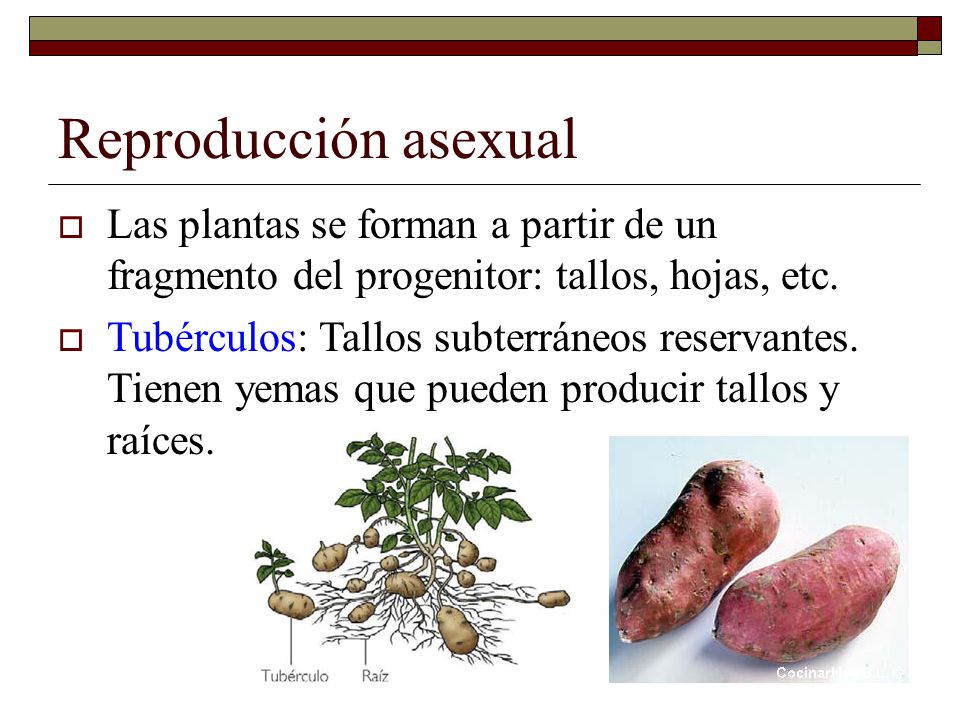 Reproducción asexual Las plantas se forman a partir de un fragmento del progenitor: tallos, hojas, etc.