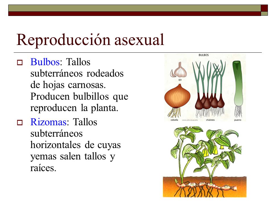 Reproducción asexual Bulbos: Tallos subterráneos rodeados de hojas carnosas. Producen bulbillos que reproducen la planta.