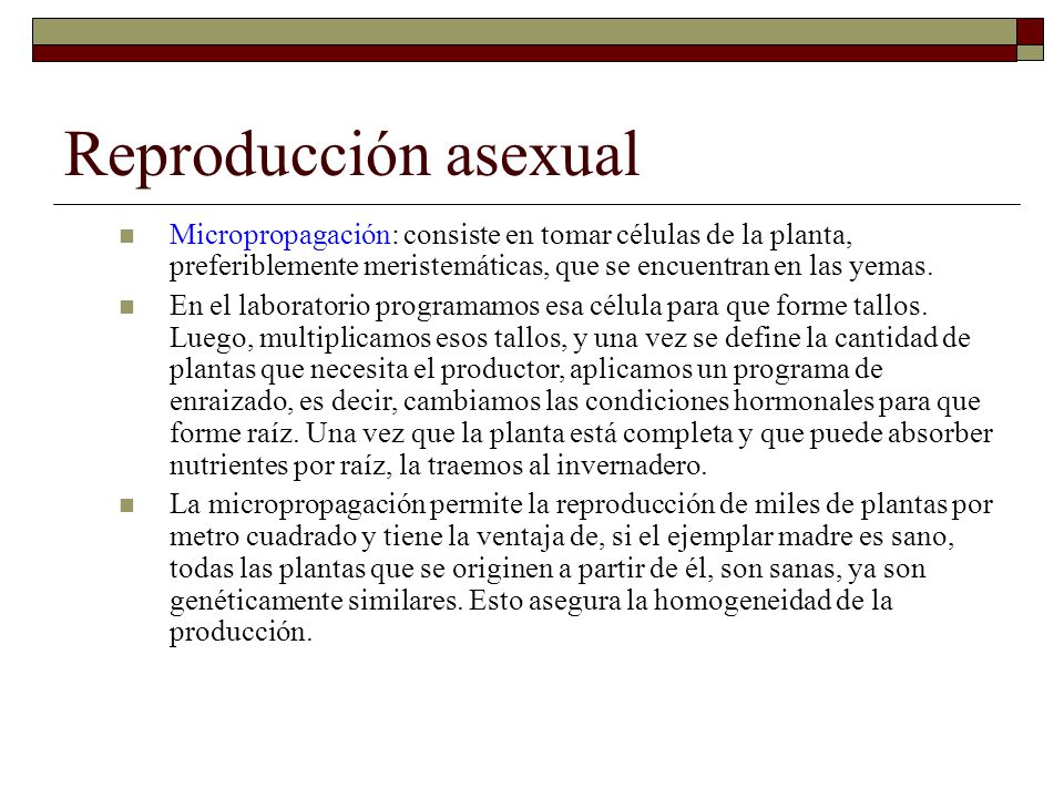 Reproducción asexual Micropropagación: consiste en tomar células de la planta, preferiblemente meristemáticas, que se encuentran en las yemas.