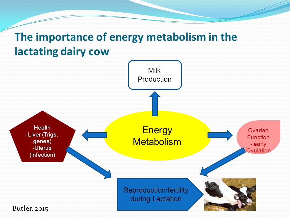 The importance of energy metabolism in the lactating dairy cow