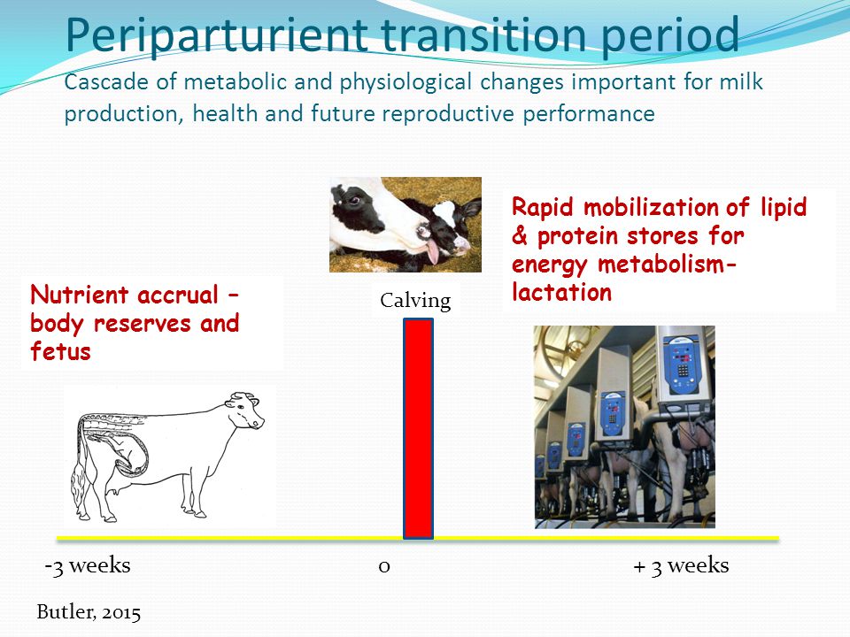 Periparturient transition period Cascade of metabolic and physiological changes important for milk production, health and future reproductive performance