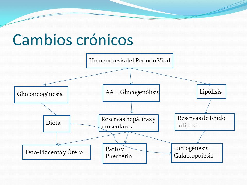 Cambios crónicos Homeorhesis del Periodo Vital AA + Glucogenólisis