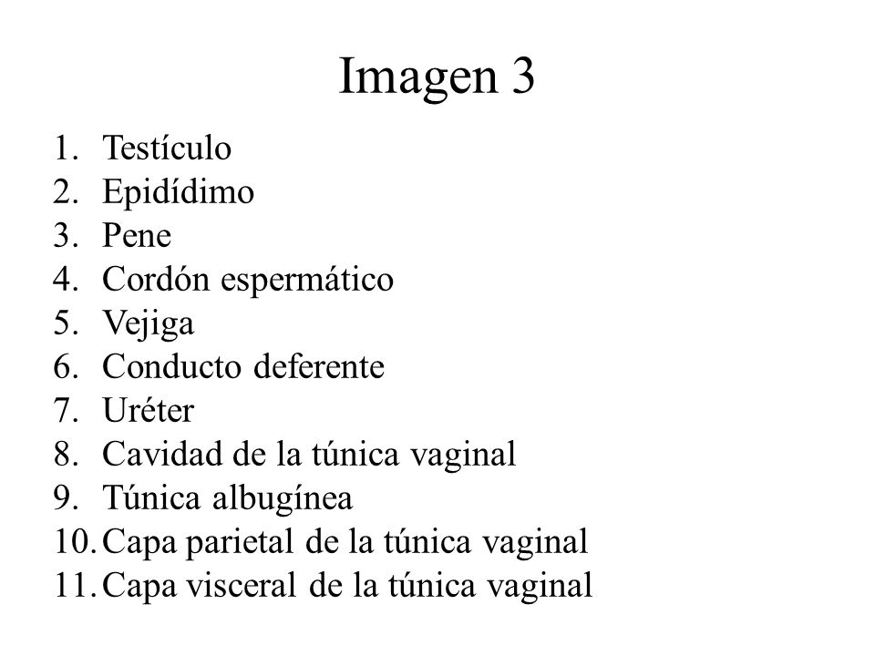 Imagen 3 Testículo Epidídimo Pene Cordón espermático Vejiga