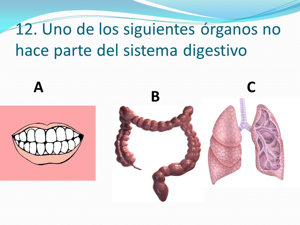 12. Uno de los siguientes órganos no hace parte del sistema digestivo