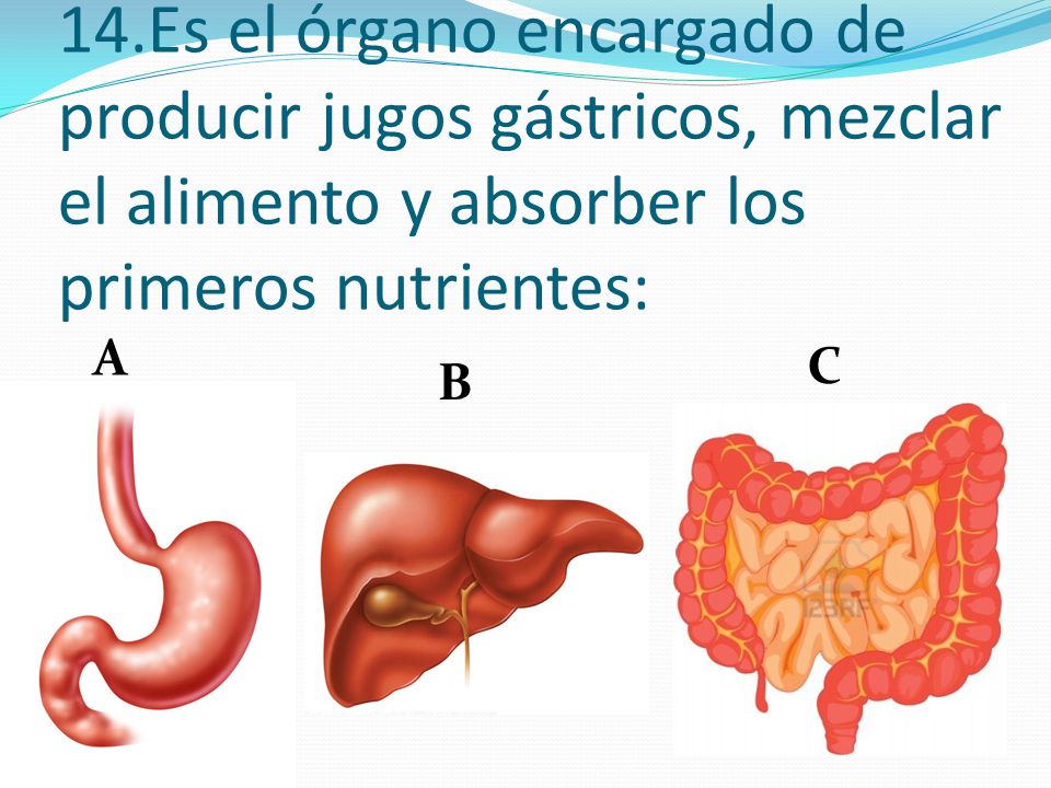 14.Es el órgano encargado de producir jugos gástricos, mezclar el alimento y absorber los primeros nutrientes: