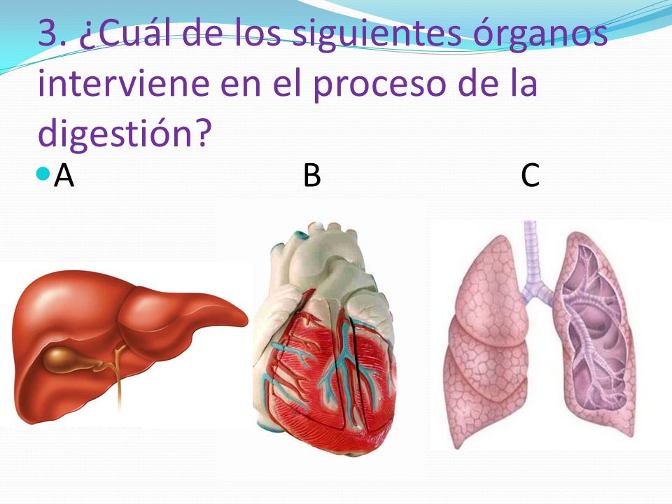 3. ¿Cuál de los siguientes órganos interviene en el proceso de la digestión