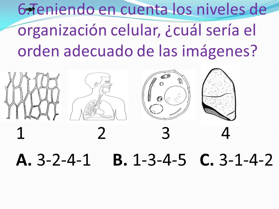 6.Teniendo en cuenta los niveles de organización celular, ¿cuál sería el orden adecuado de las imágenes