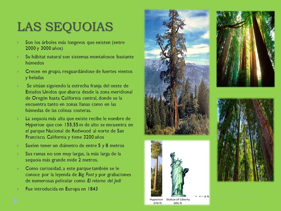 LAS SEQUOIAS Son los árboles más longevos que existen (entre 2000 y 3000 años) Su hábitat natural son sistemas montañosos bastante húmedos.