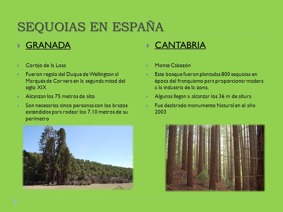 SEQUOIAS EN ESPAÑA GRANADA CANTABRIA Cortijo de la Losa