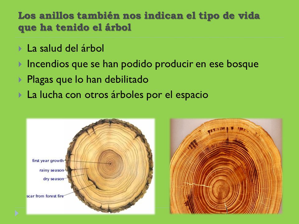 Los anillos también nos indican el tipo de vida que ha tenido el árbol