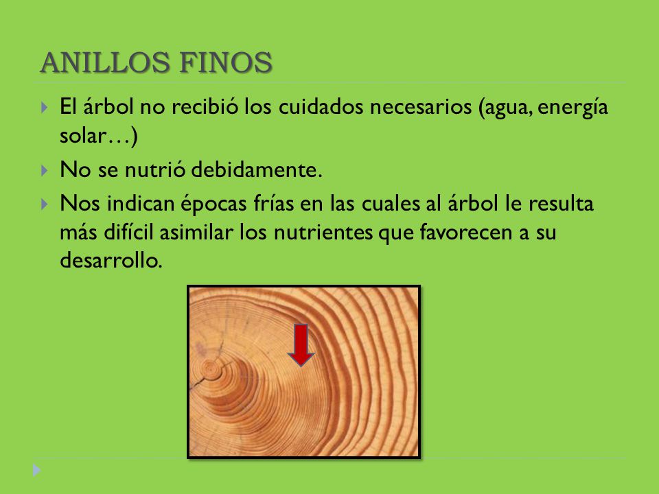 ANILLOS FINOS El árbol no recibió los cuidados necesarios (agua, energía solar…) No se nutrió debidamente.