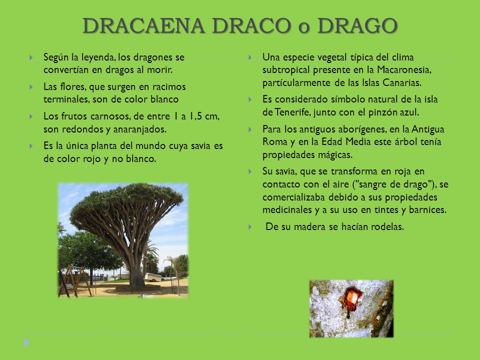 DRACAENA DRACO o DRAGO Según la leyenda, los dragones se convertían en dragos al morir.