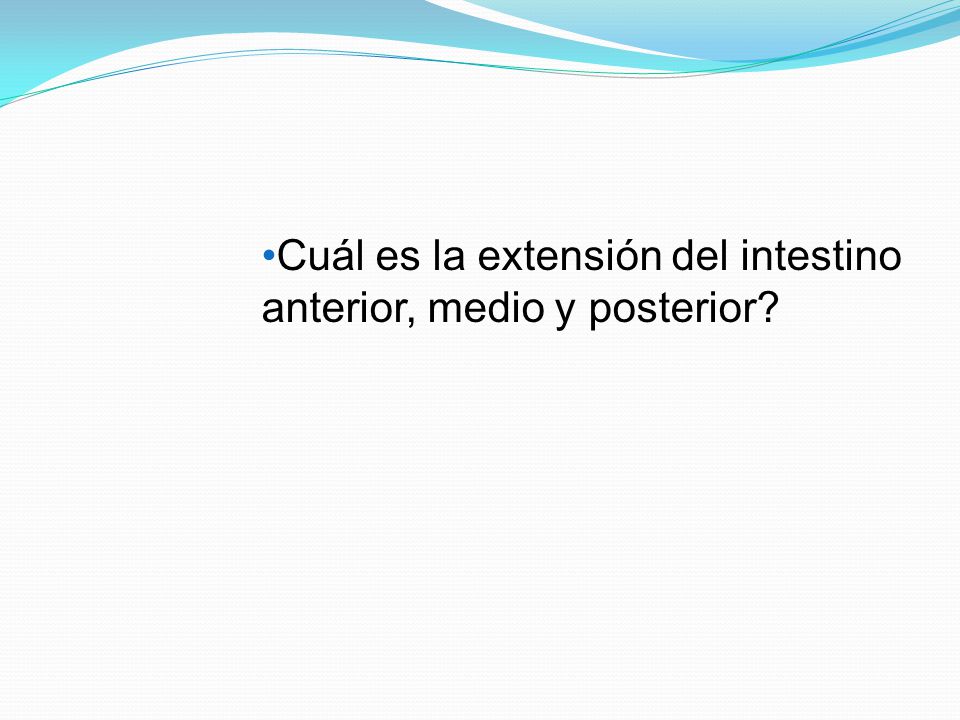 Cuál es la extensión del intestino anterior, medio y posterior