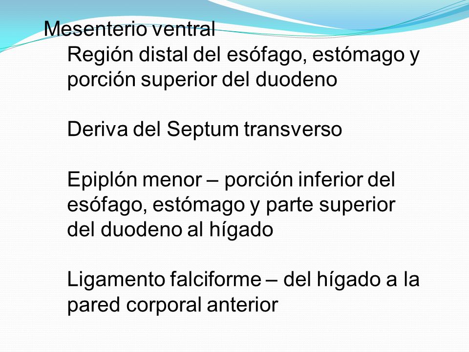 Mesenterio ventral Región distal del esófago, estómago y porción superior del duodeno. Deriva del Septum transverso.