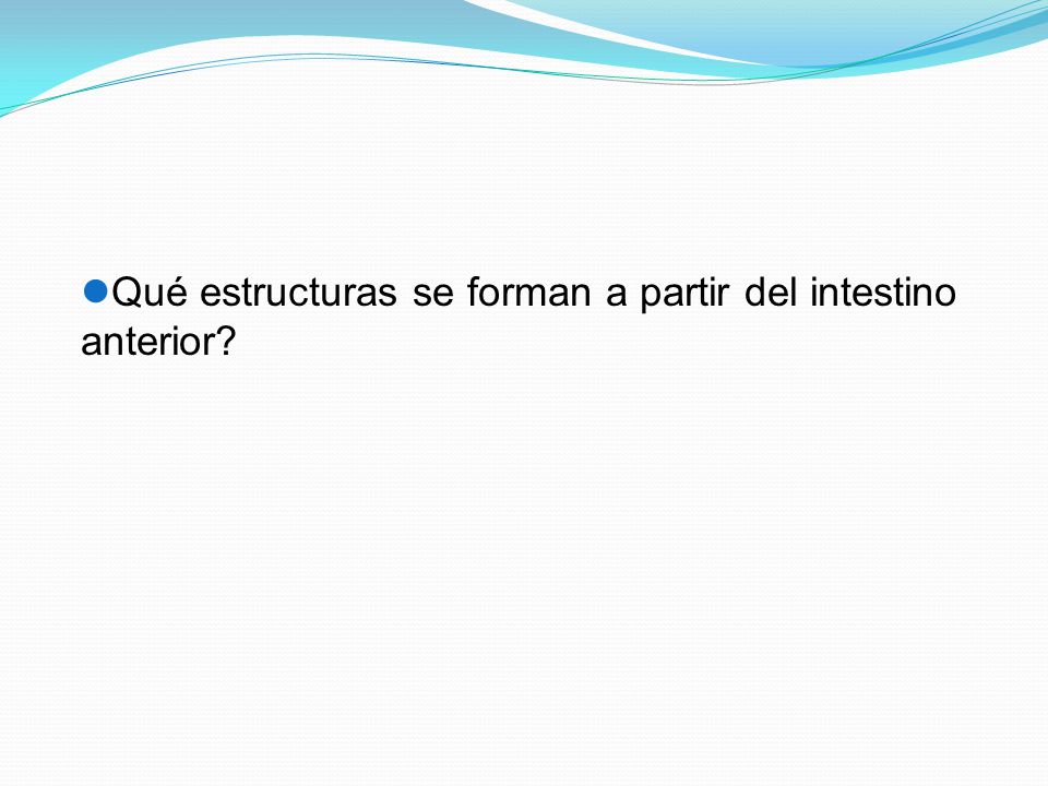 Qué estructuras se forman a partir del intestino anterior