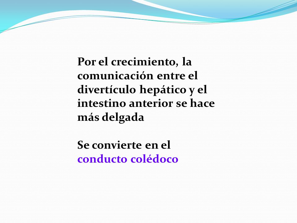 Por el crecimiento, la comunicación entre el divertículo hepático y el intestino anterior se hace más delgada