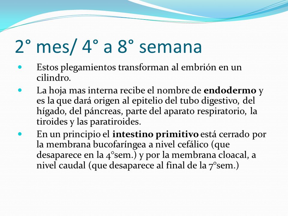 2° mes/ 4° a 8° semana Estos plegamientos transforman al embrión en un cilindro.