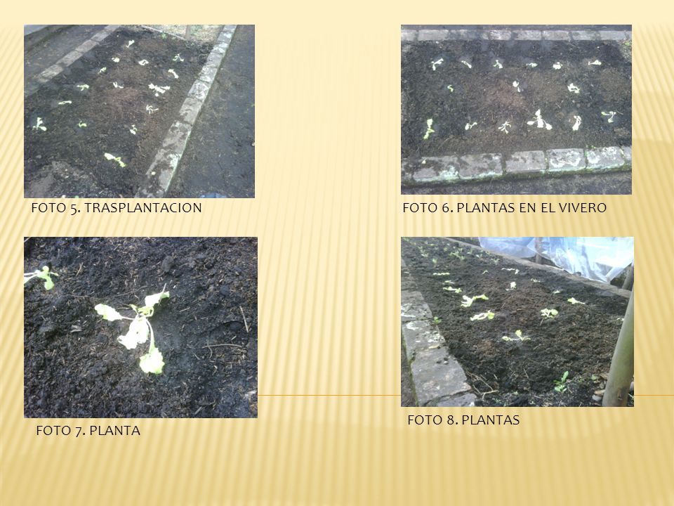 FOTO 5. TRASPLANTACION FOTO 6. PLANTAS EN EL VIVERO FOTO 8. PLANTAS FOTO 7. PLANTA