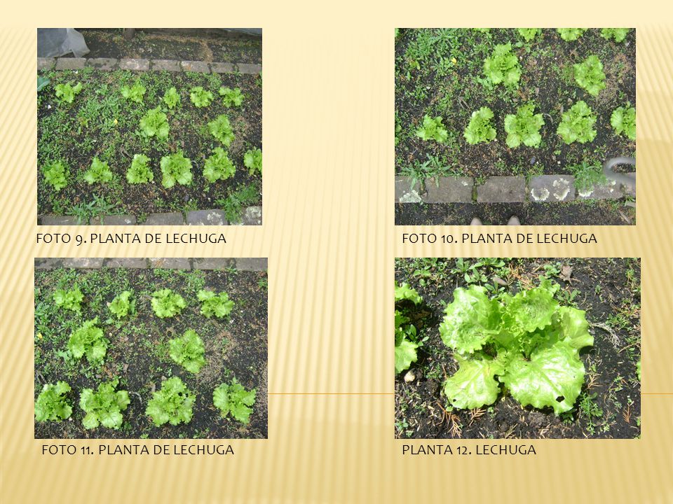 FOTO 9. PLANTA DE LECHUGA FOTO 10. PLANTA DE LECHUGA FOTO 11. PLANTA DE LECHUGA PLANTA 12. LECHUGA