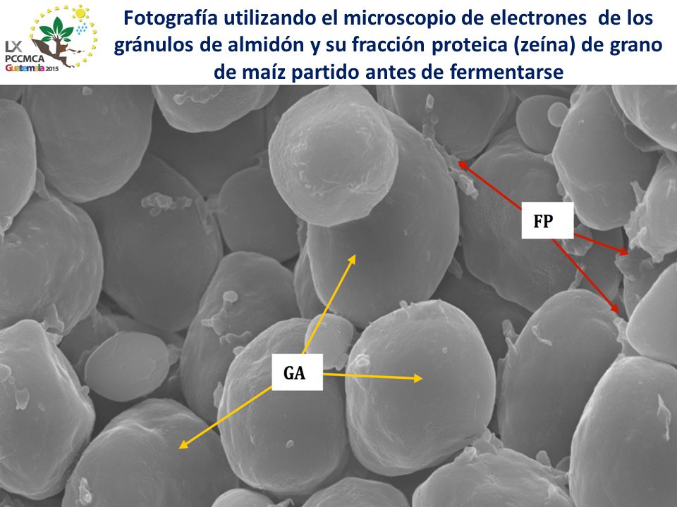 Fotografía utilizando el microscopio de electrones de los gránulos de almidón y su fracción proteica (zeína) de grano de maíz partido antes de fermentarse
