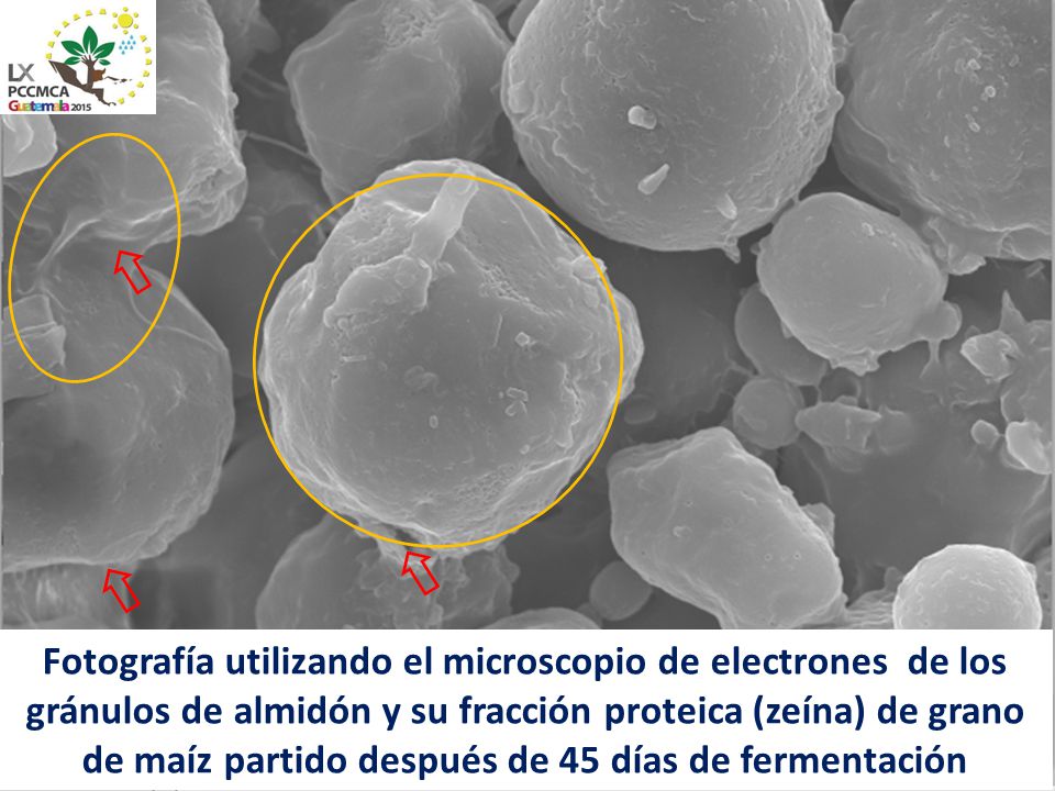 Fotografía utilizando el microscopio de electrones de los gránulos de almidón y su fracción proteica (zeína) de grano de maíz partido después de 45 días de fermentación