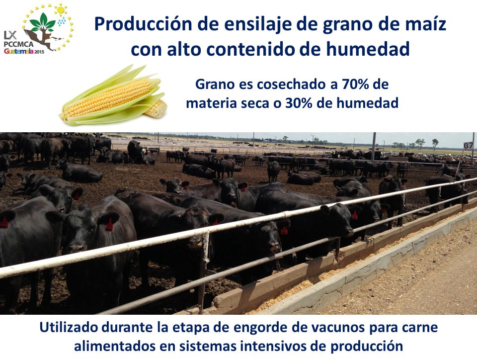 Producción de ensilaje de grano de maíz con alto contenido de humedad