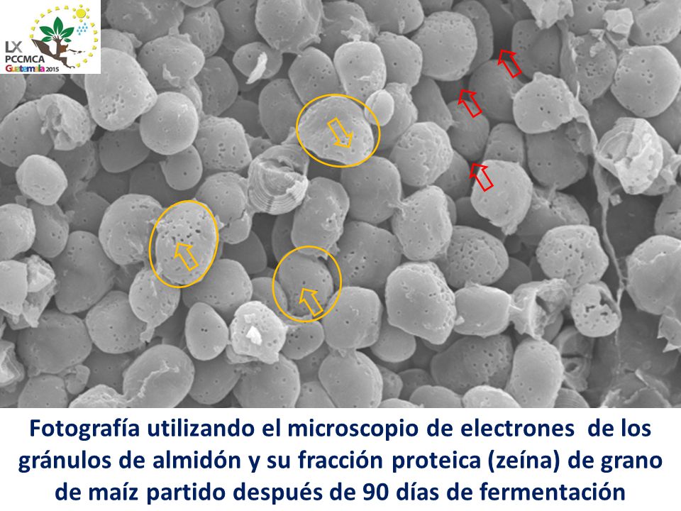 Fotografía utilizando el microscopio de electrones de los gránulos de almidón y su fracción proteica (zeína) de grano de maíz partido después de 90 días de fermentación