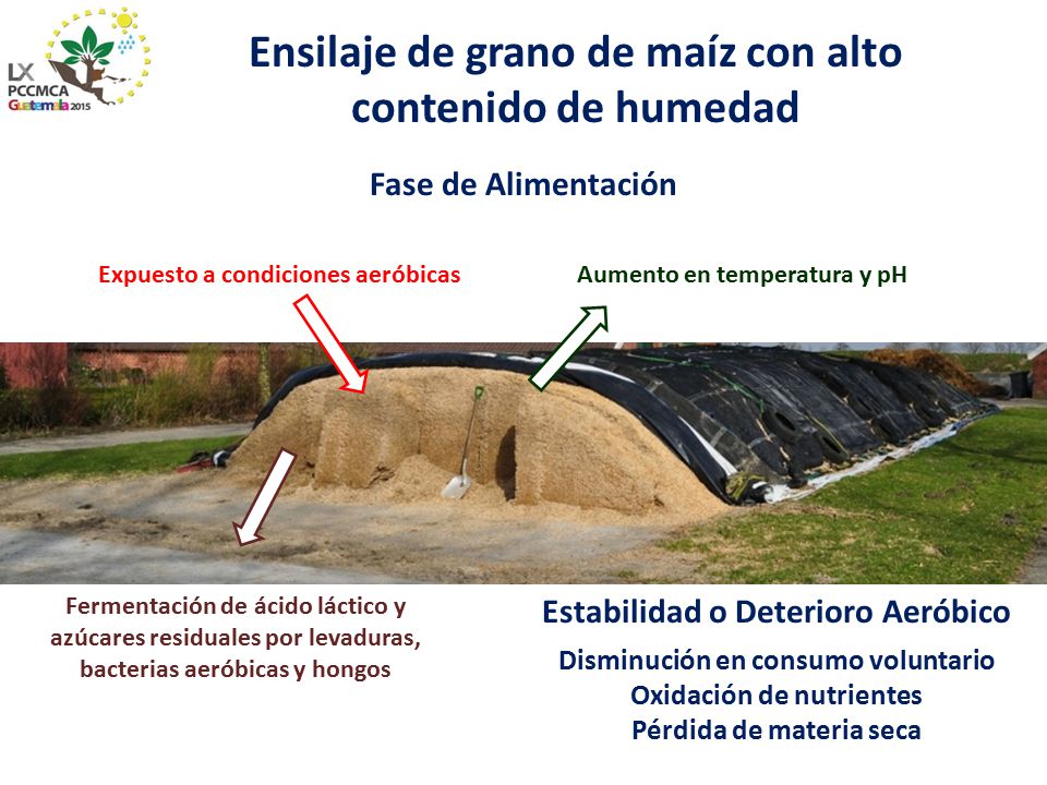 Ensilaje de grano de maíz con alto contenido de humedad