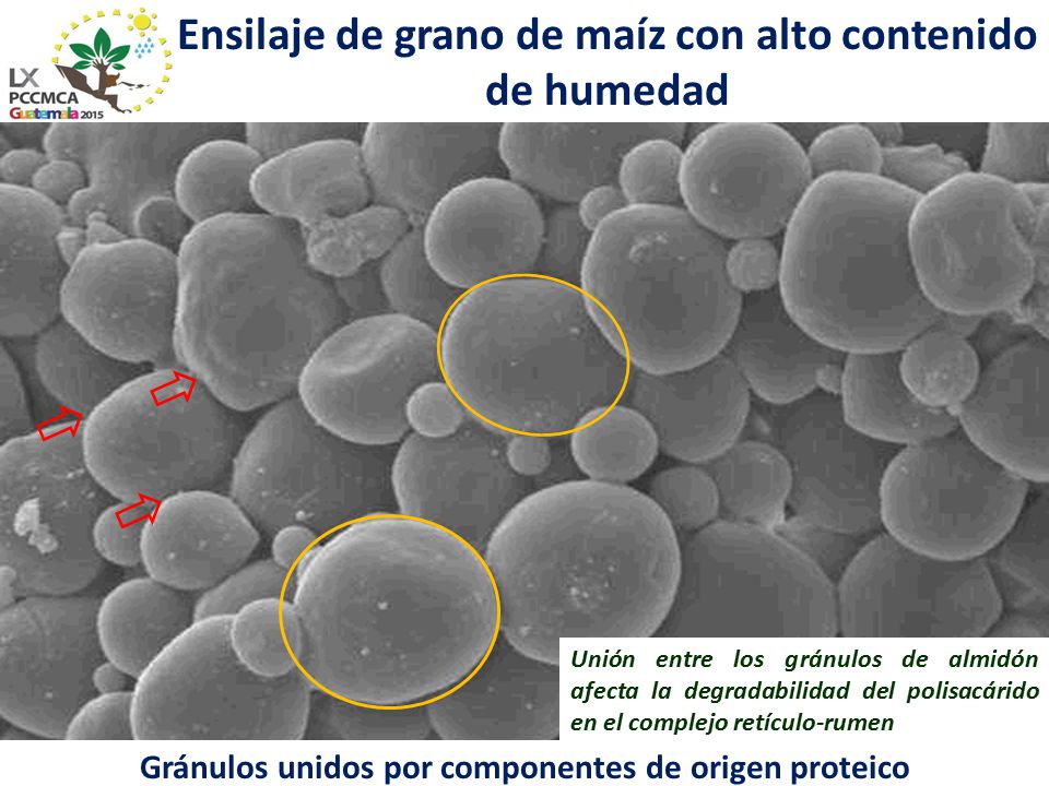 Ensilaje de grano de maíz con alto contenido de humedad