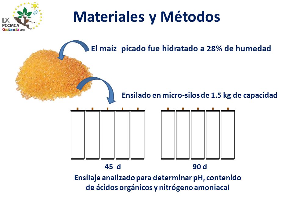 Materiales y Métodos El maíz picado fue hidratado a 28% de humedad