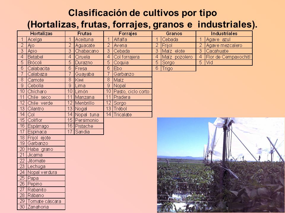 Clasificación de cultivos por tipo (Hortalizas, frutas, forrajes, granos e industriales).