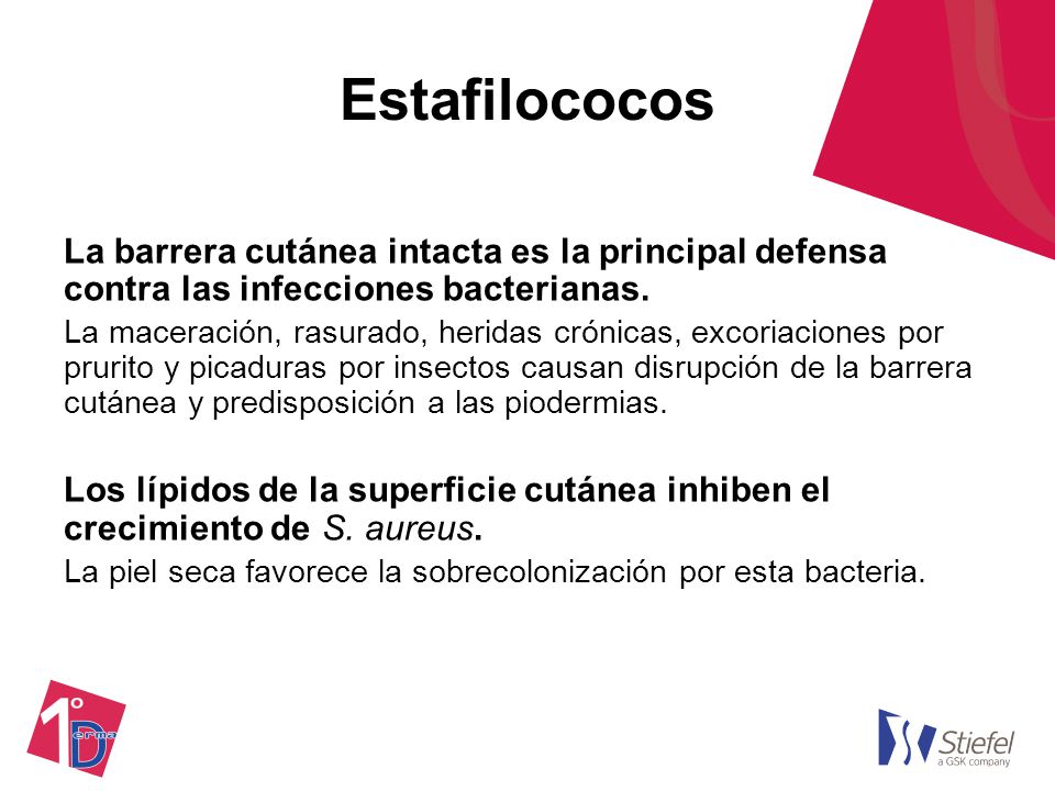 Estafilococos La barrera cutánea intacta es la principal defensa contra las infecciones bacterianas.