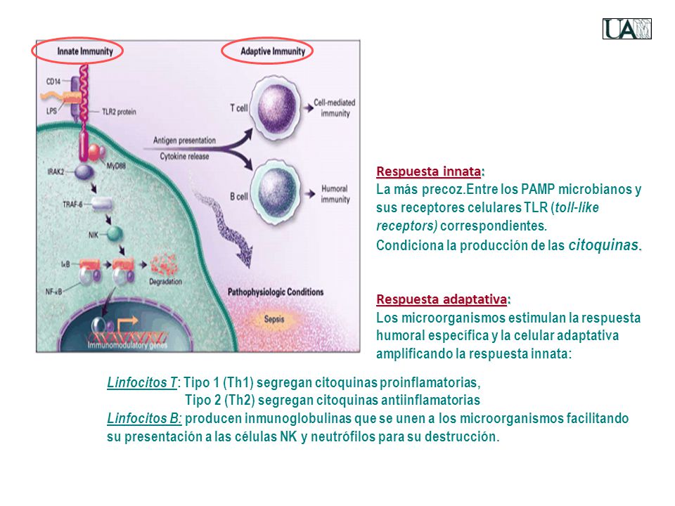 Respuesta innata: La más precoz.Entre los PAMP microbianos y sus receptores celulares TLR (toll-like receptors) correspondientes.