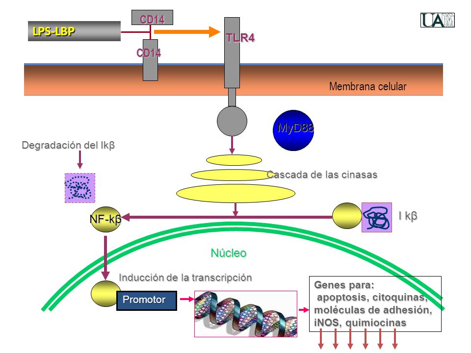 LPS-LBP CD14 TLR4 CD14 Membrana celular MyD88 I kβ NF-kβ Núcleo
