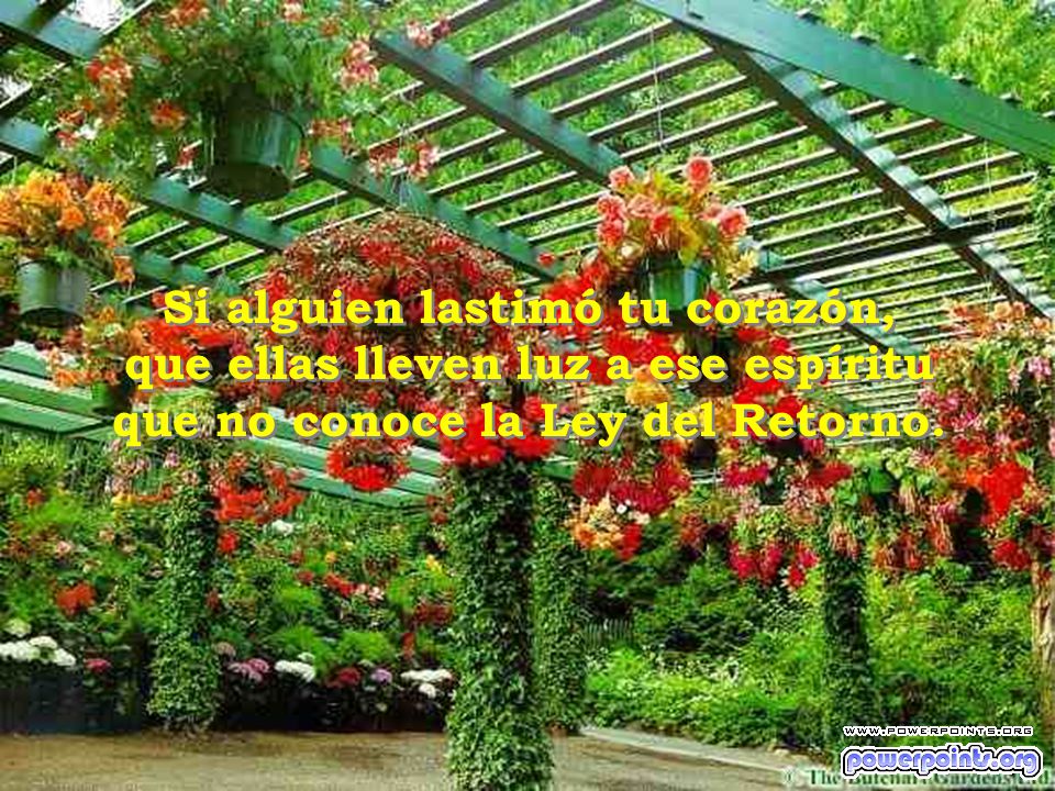 Si alguien lastimó tu corazón, que ellas lleven luz a ese espíritu