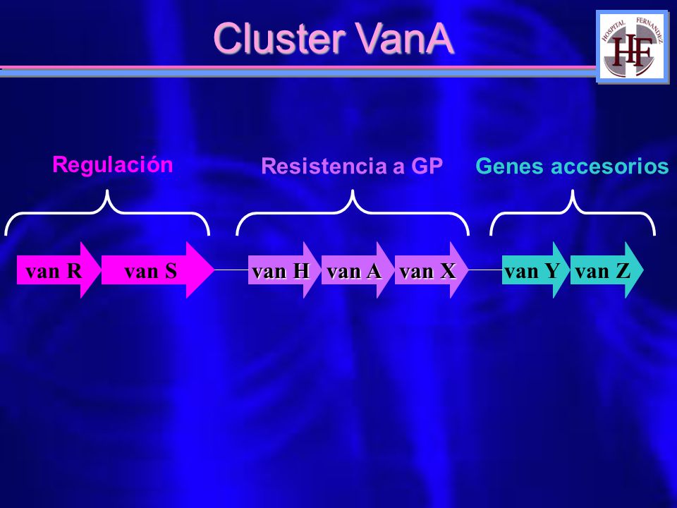 Cluster VanA Regulación Resistencia a GP Genes accesorios van R van S