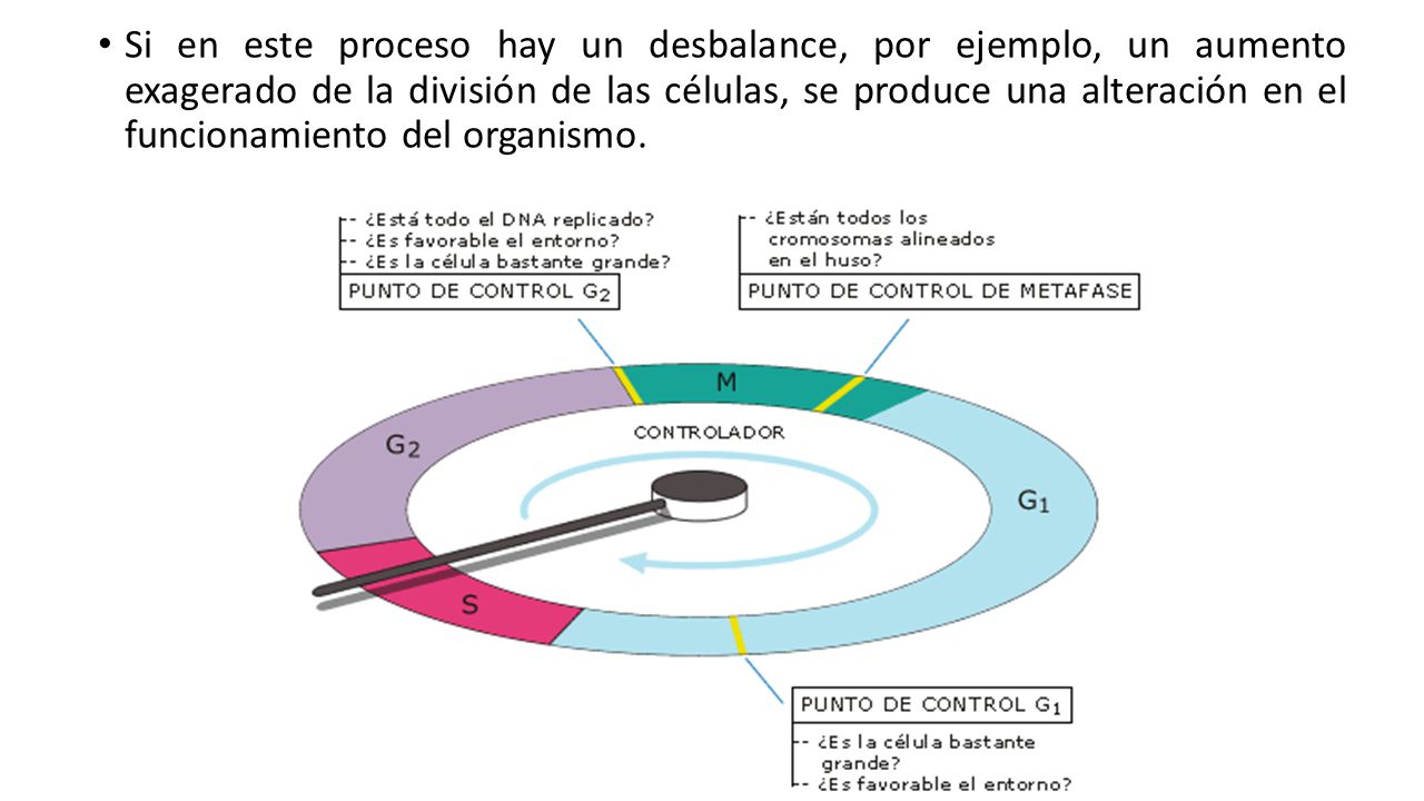 Si en este proceso hay un desbalance, por ejemplo, un aumento exagerado de la división de las células, se produce una alteración en el funcionamiento del organismo.