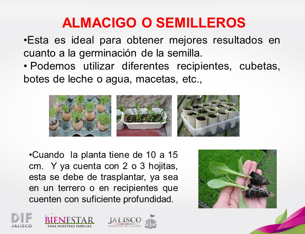 ALMACIGO O SEMILLEROS Esta es ideal para obtener mejores resultados en cuanto a la germinación de la semilla.