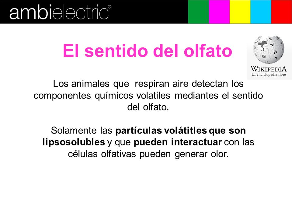 El sentido del olfato Los animales que respiran aire detectan los componentes químicos volatiles mediantes el sentido del olfato.