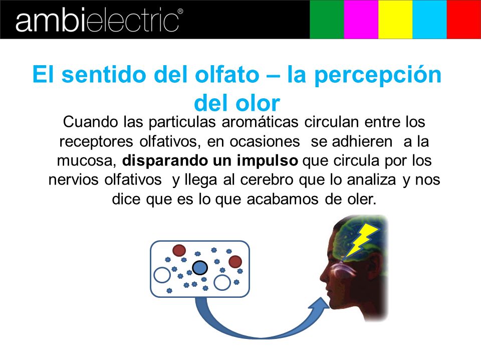 El sentido del olfato – la percepción del olor