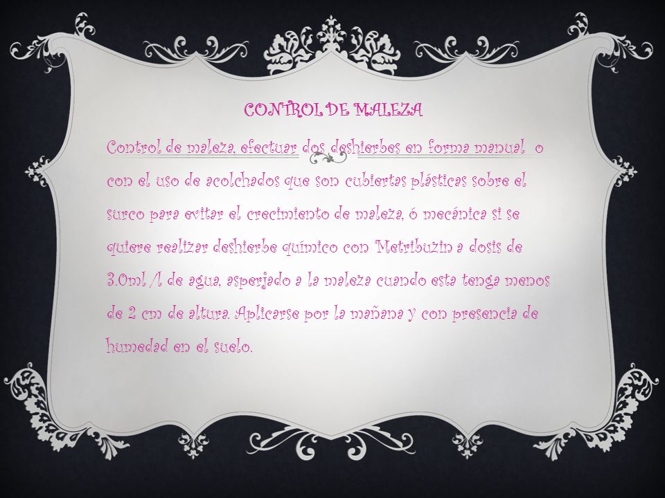 CONTROL DE MALEZA Control de maleza, efectuar dos deshierbes en forma manual o con el uso de acolchados que son cubiertas plásticas sobre el surco para evitar el crecimiento de maleza, ó mecánica si se quiere realizar deshierbe químico con Metribuzin a dosis de 3.0ml /l de agua, asperjado a la maleza cuando esta tenga menos de 2 cm de altura.