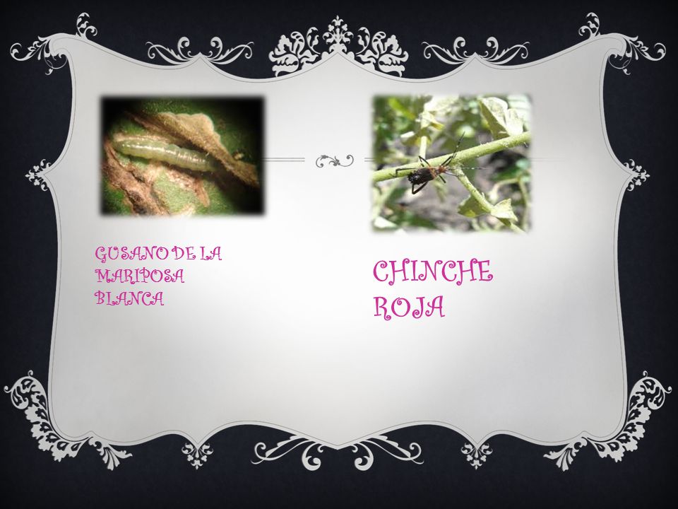 GUSANO DE LA MARIPOSA BLANCA