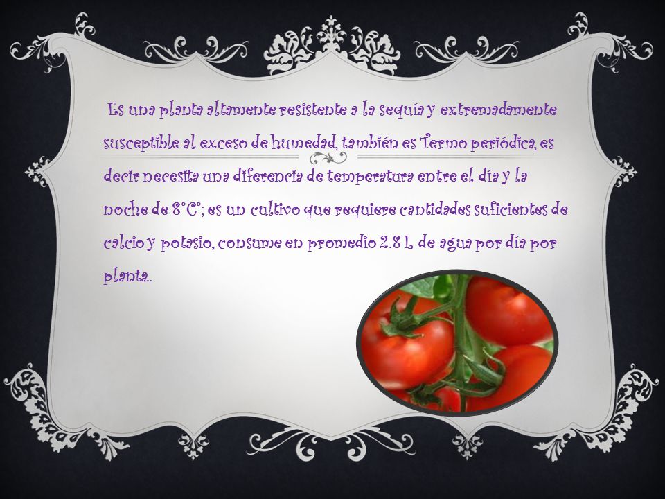 Es una planta altamente resistente a la sequía y extremadamente susceptible al exceso de humedad, también es Termo periódica, es decir necesita una diferencia de temperatura entre el día y la noche de 8°C°; es un cultivo que requiere cantidades suficientes de calcio y potasio, consume en promedio 2.8 L de agua por día por planta..