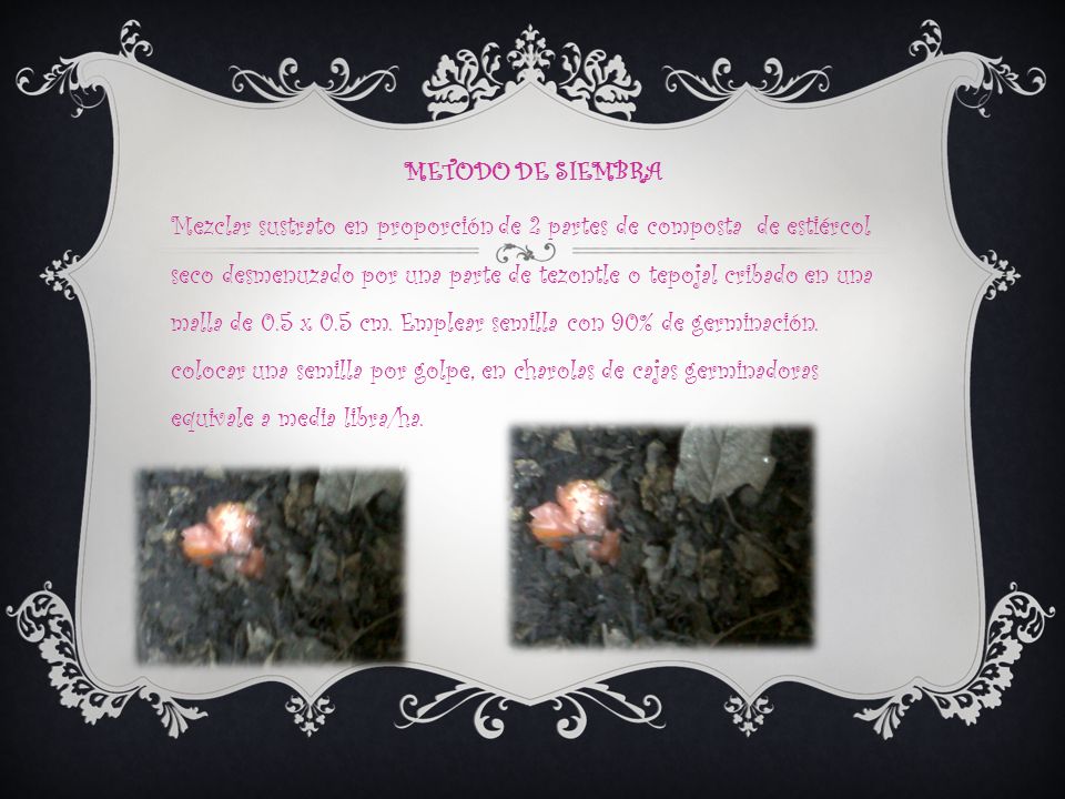 METODO DE SIEMBRA Mezclar sustrato en proporción de 2 partes de composta de estiércol seco desmenuzado por una parte de tezontle o tepojal cribado en una malla de 0.5 x 0.5 cm.