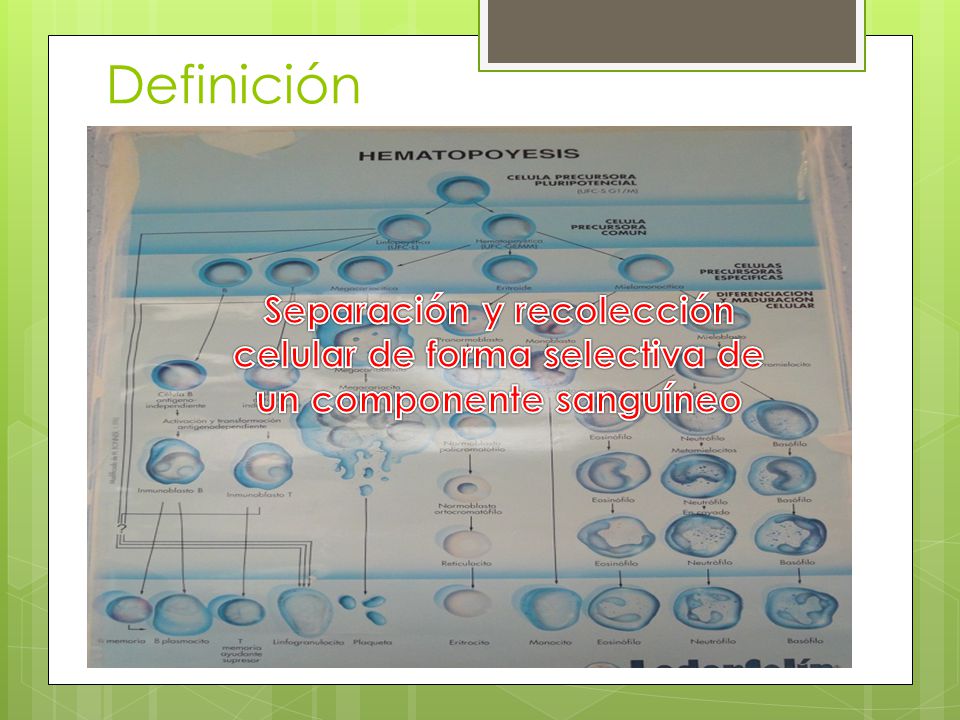 Definición Separación y recolección celular de forma selectiva de un componente sanguíneo