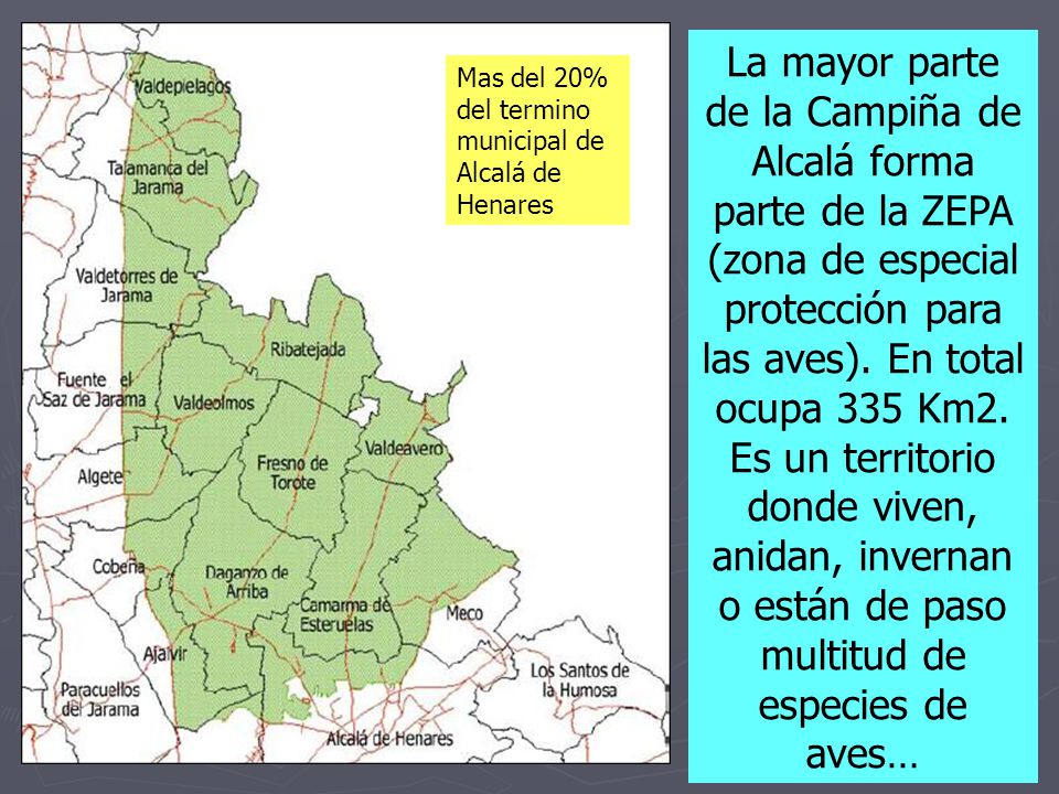La mayor parte de la Campiña de Alcalá forma parte de la ZEPA (zona de especial protección para las aves). En total ocupa 335 Km2. Es un territorio donde viven, anidan, invernan o están de paso multitud de especies de aves…