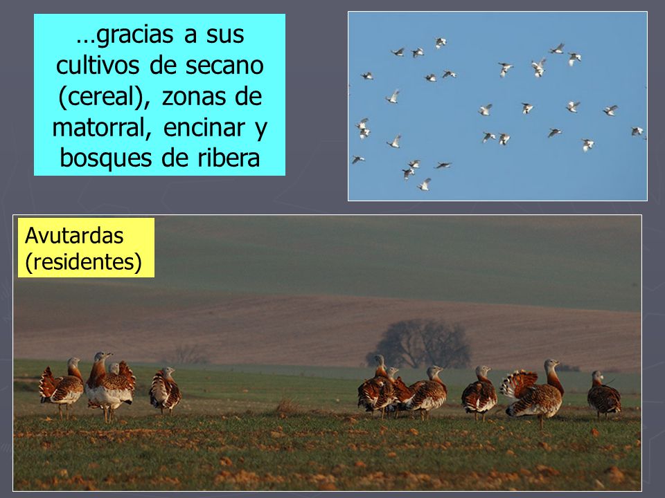 …gracias a sus cultivos de secano (cereal), zonas de matorral, encinar y bosques de ribera